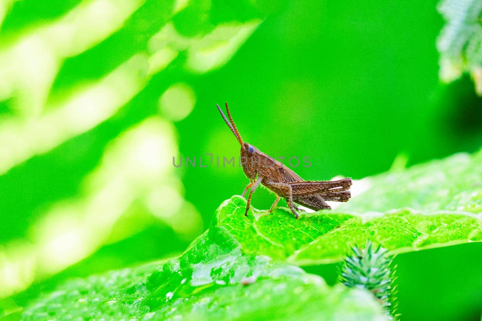 Parallelus sits on the stem of a green plant. A small, brown grasshopper on a green leaf close-up.
