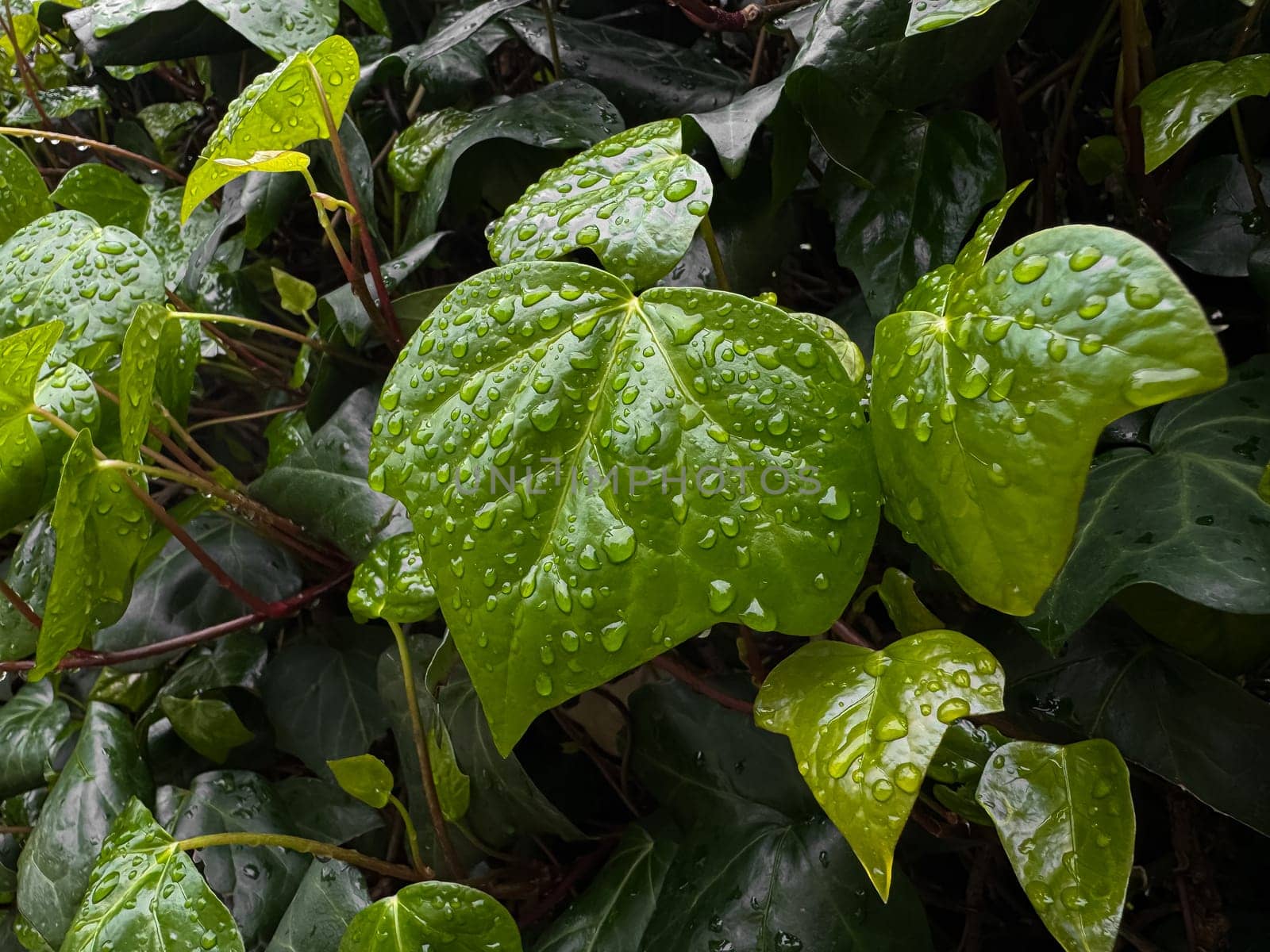 Wet green leaves with raindrops, close up on ivy plant. Nature background. Freshness concept for design and print. Macro shot with copy space. High quality photo