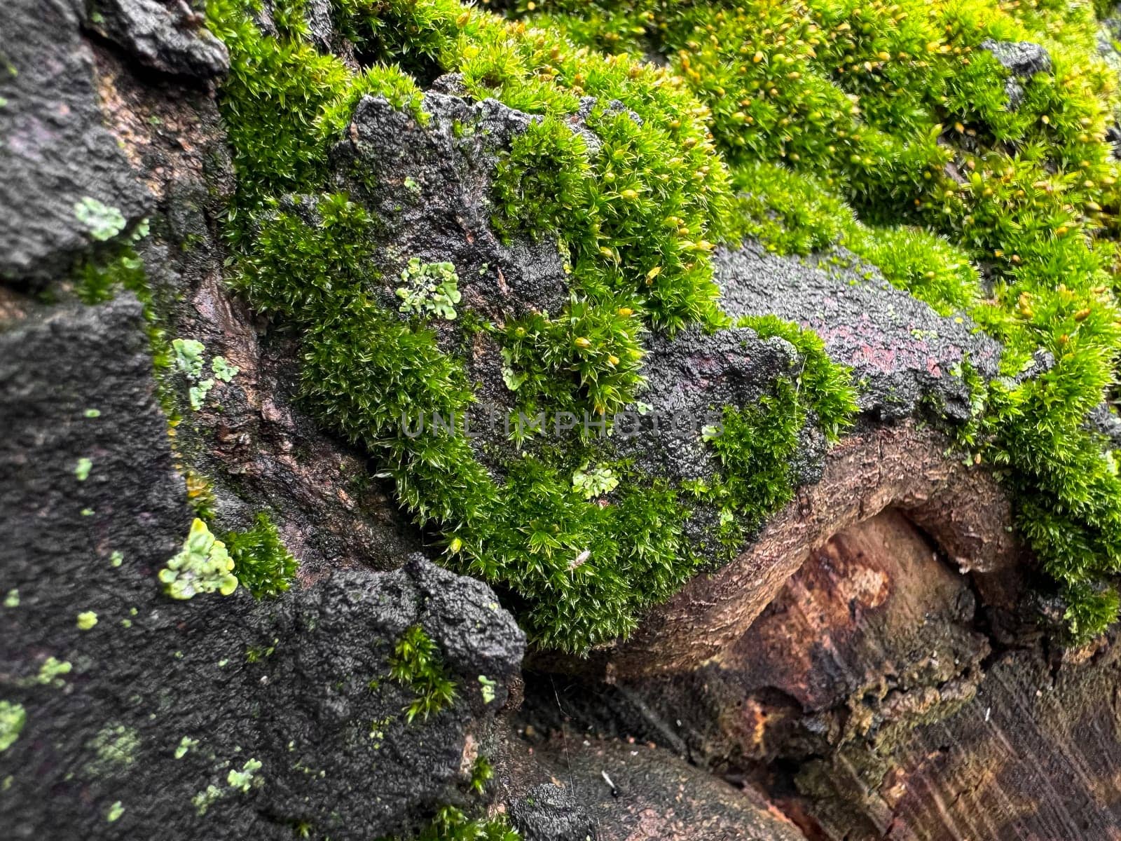 Moss covered tree bark close up with vibrant green textures. Nature background. Natures detail, forest floor life and woodland ecosystem concept for design and print. High quality photo
