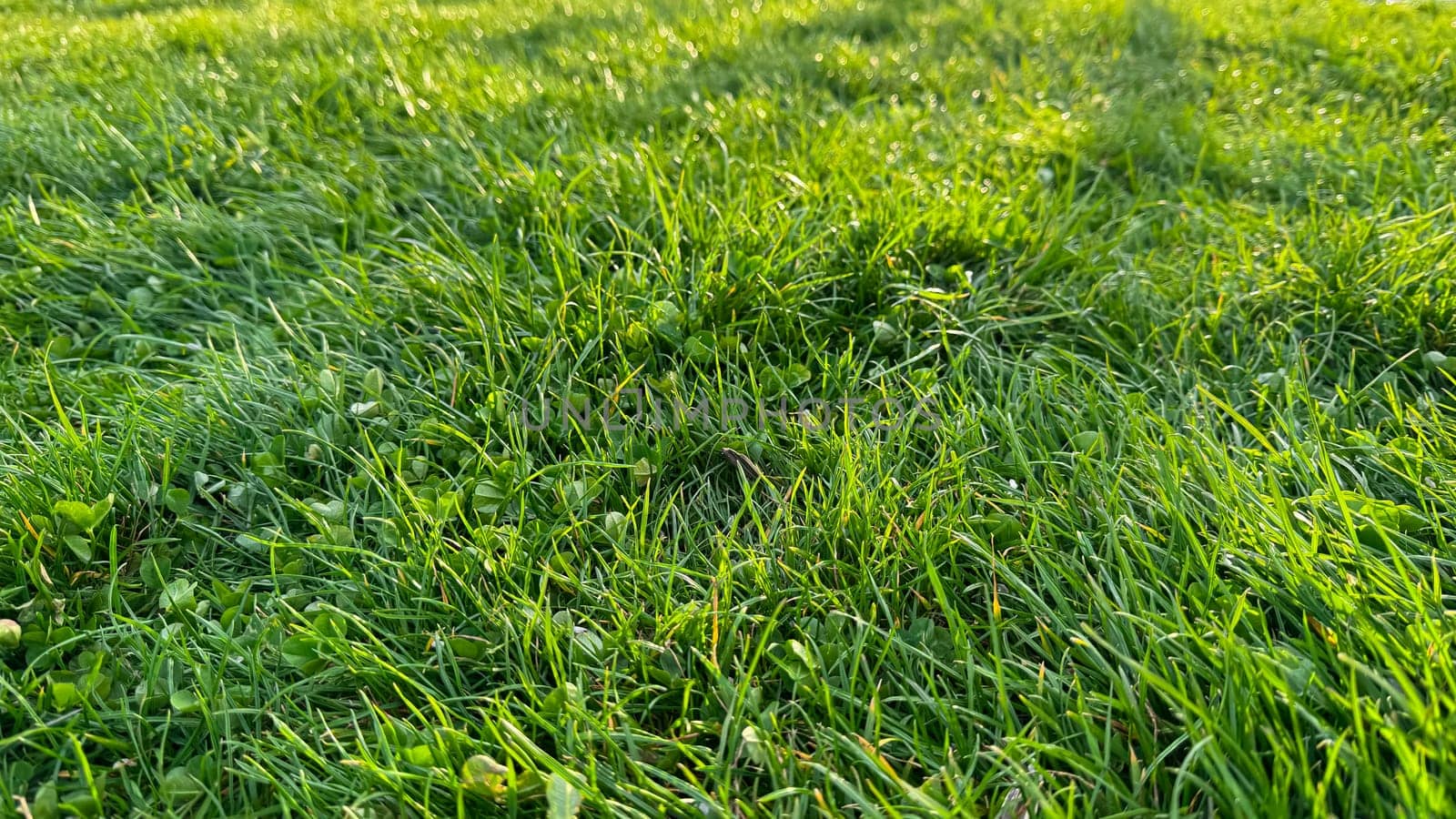 Background vibrant green grass field with clover leaves at sunrise. Early morning dew on lush lawn, springtime freshness, nature texture background concept for design and print. High quality photo