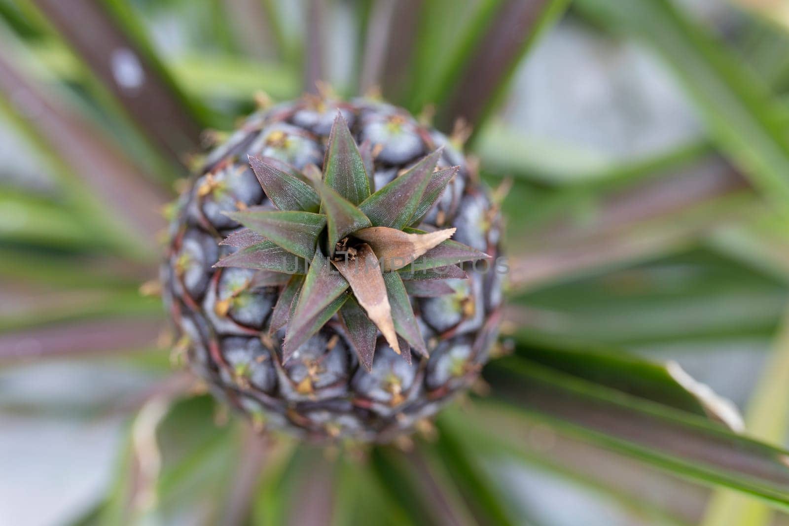 A close up of a pineapple with a brown tip, close up