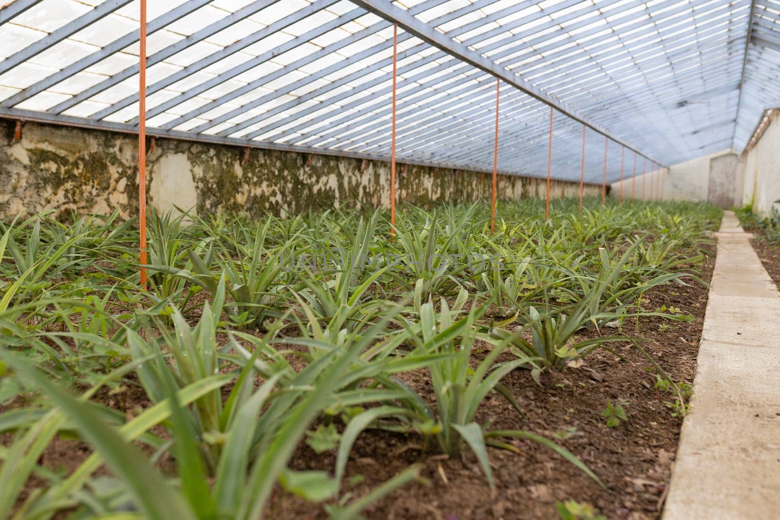 A pineapple plantations - greenhouse with a row of plants