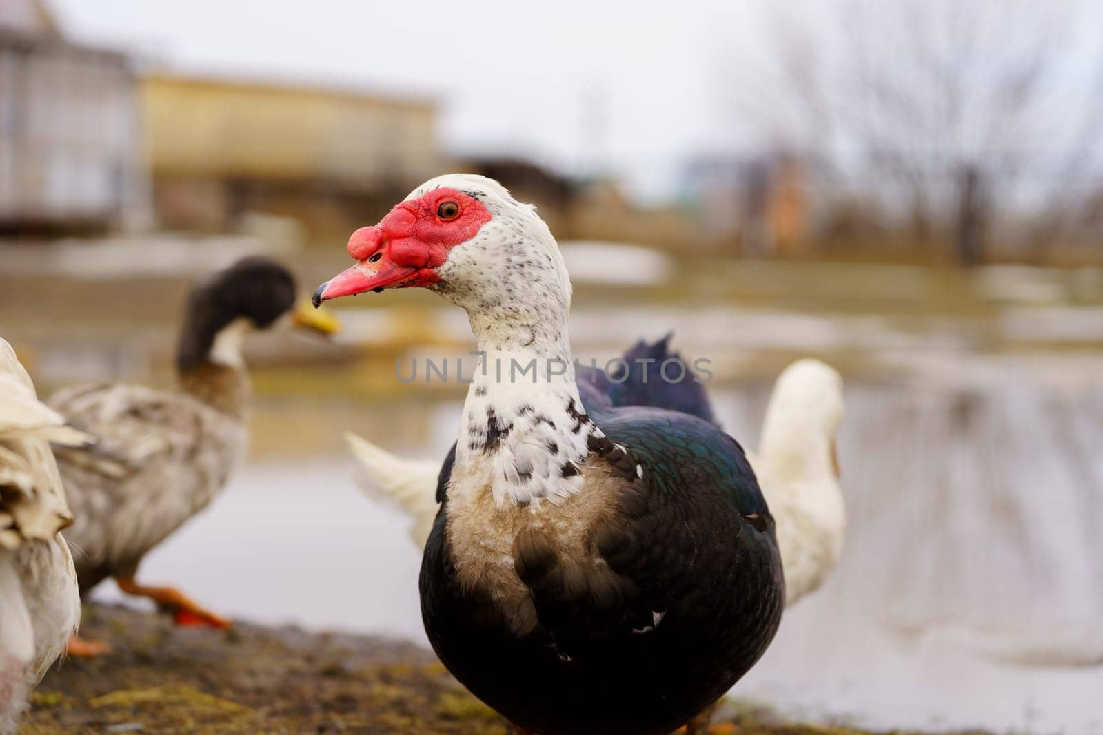 Muscovy duck is captured up close, displaying its unique plumage and detail in a farm setting.