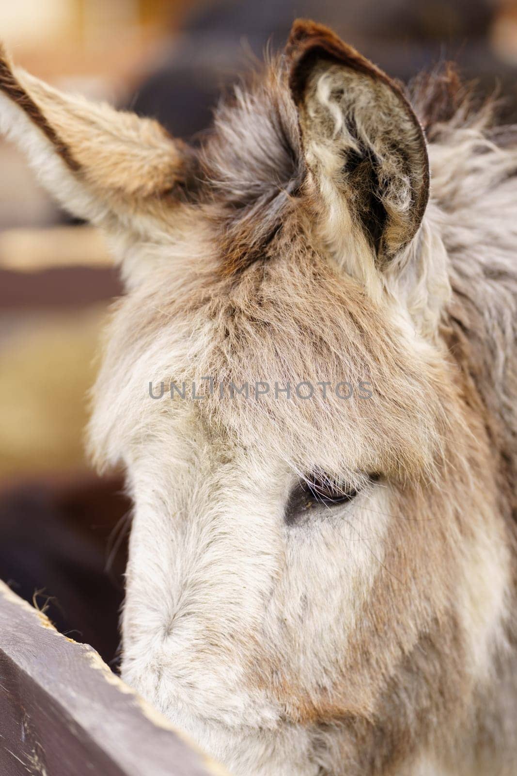Donkey feeds on hay, showcasing its strength and elegance in the peaceful setting. Vertical photo