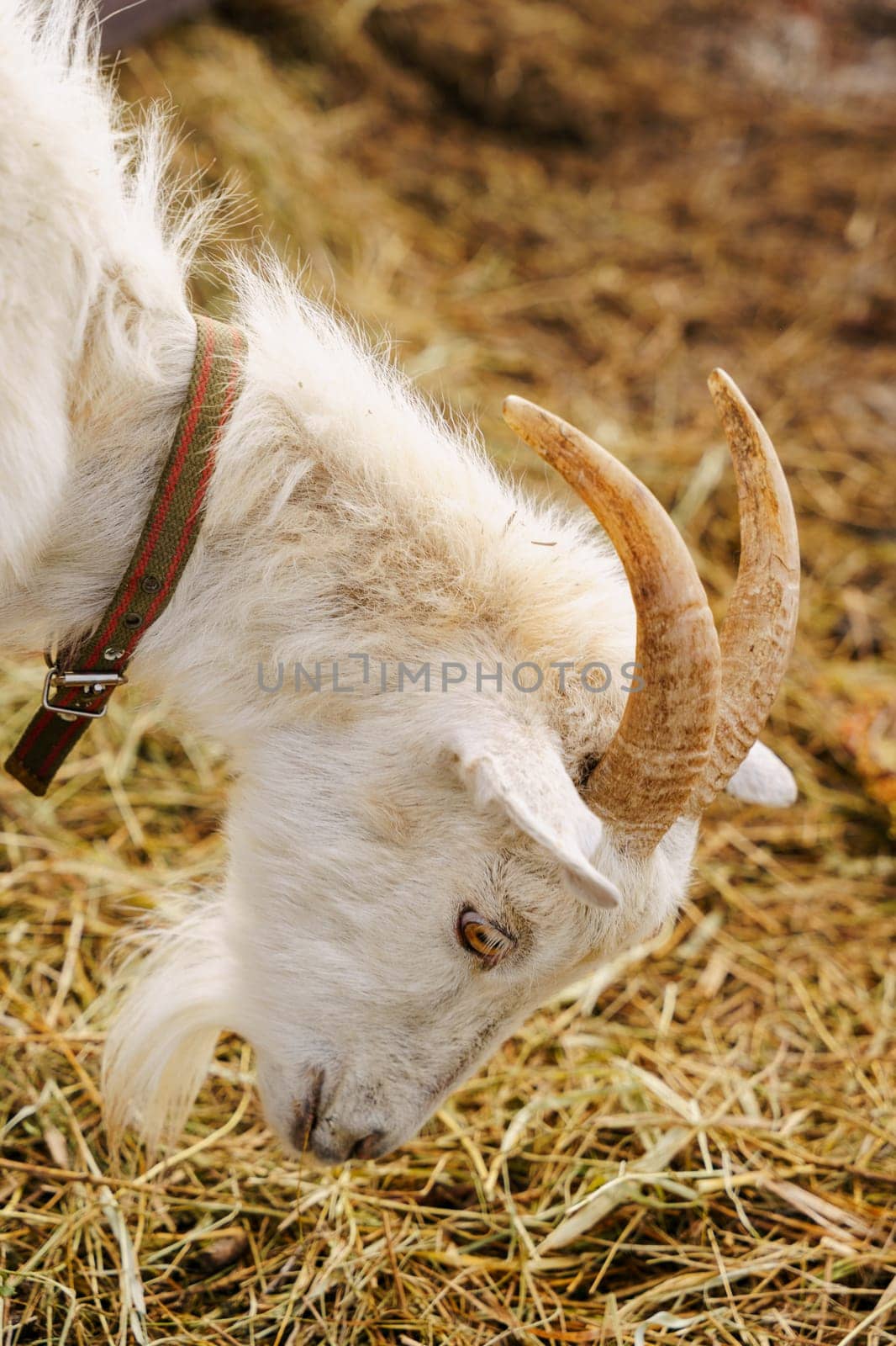 Close-up view of a curious goat surrounded by wooden fencing in a rustic pen.