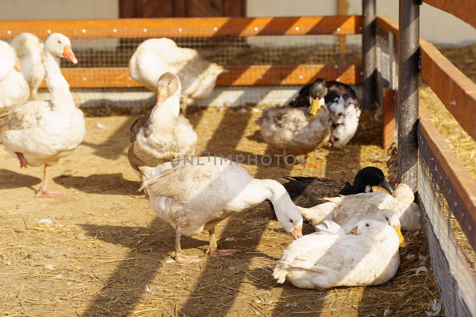 Group of geese stand in a row, side by side, on a farm. They are sleek, with feathers glistening in the sun.