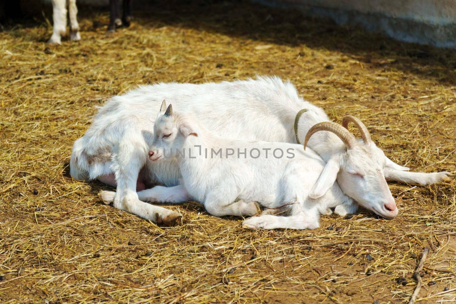 Goat are standing inside a pen on a farm, with each goat looking towards the camera.