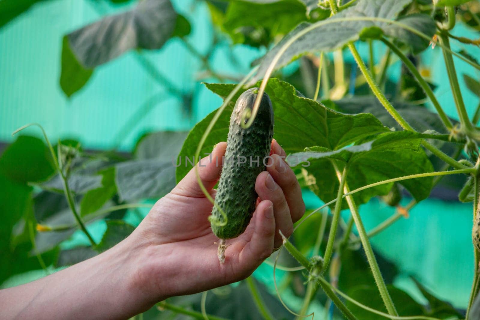 farmer collects cucumbers close-up. Selective focus.
