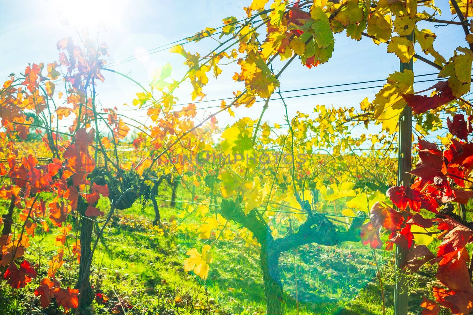 Autumnal harvested vineyard backlit with bright red foliage photographed against the blue sky near Avignon
