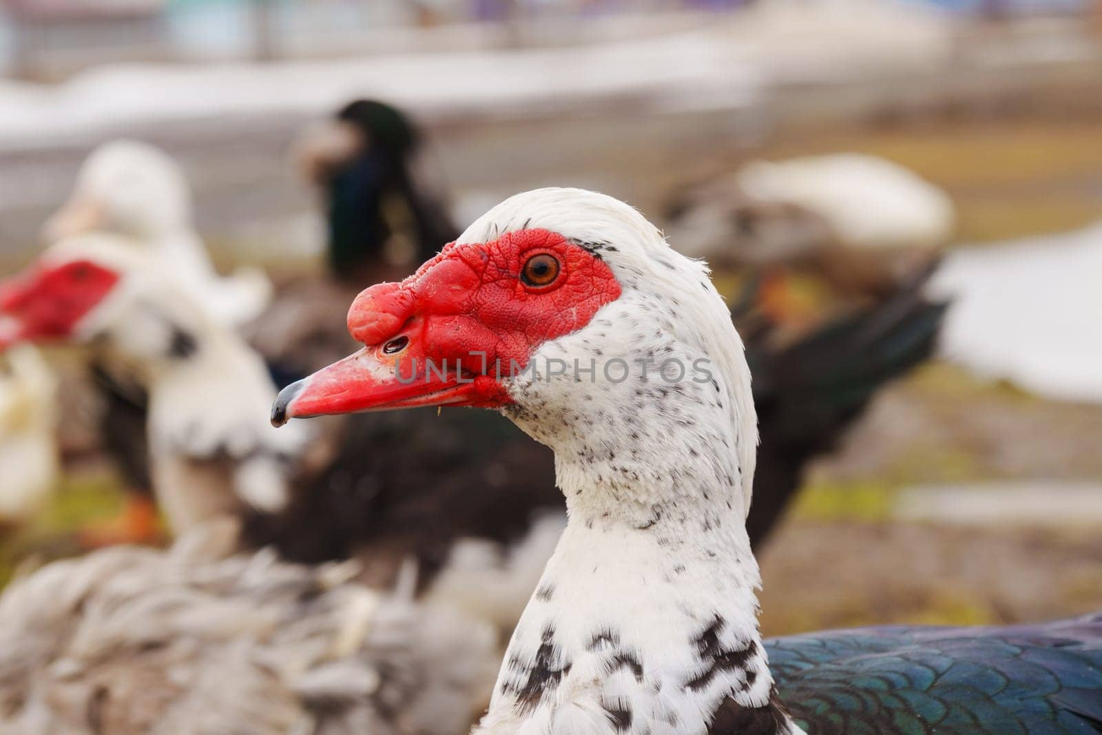 Muscovy duck with a striking red beak, showcasing its unique and vibrant feature in a farm setting.