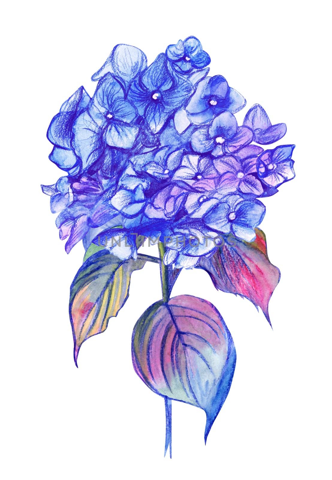 Flower of Hydrangea in blue hues painted in watercolor for cards and print design isolated on white background