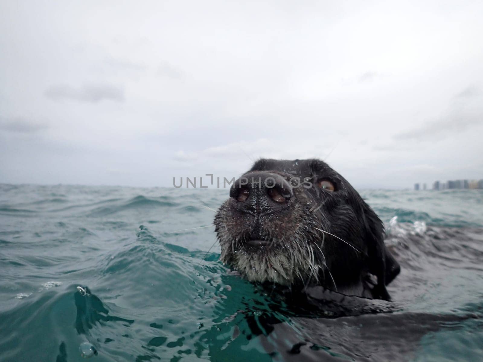 A black dog swims in the ocean waters of Waikiki Beach in Hawaii.