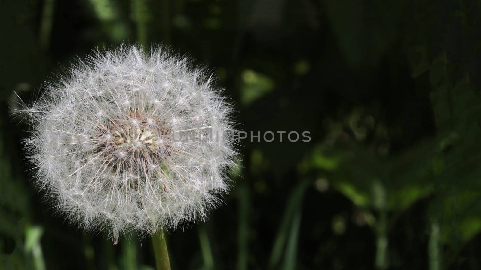 White dandelion bud against a background of dark green grass.