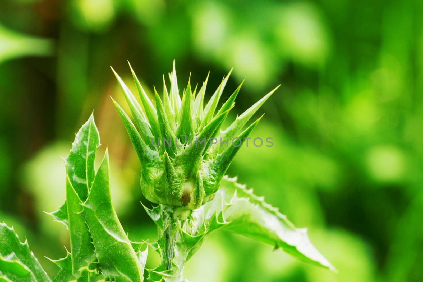 Close-up of thistle flower, Close-up of prickly green thistle buds. Close up of bud,