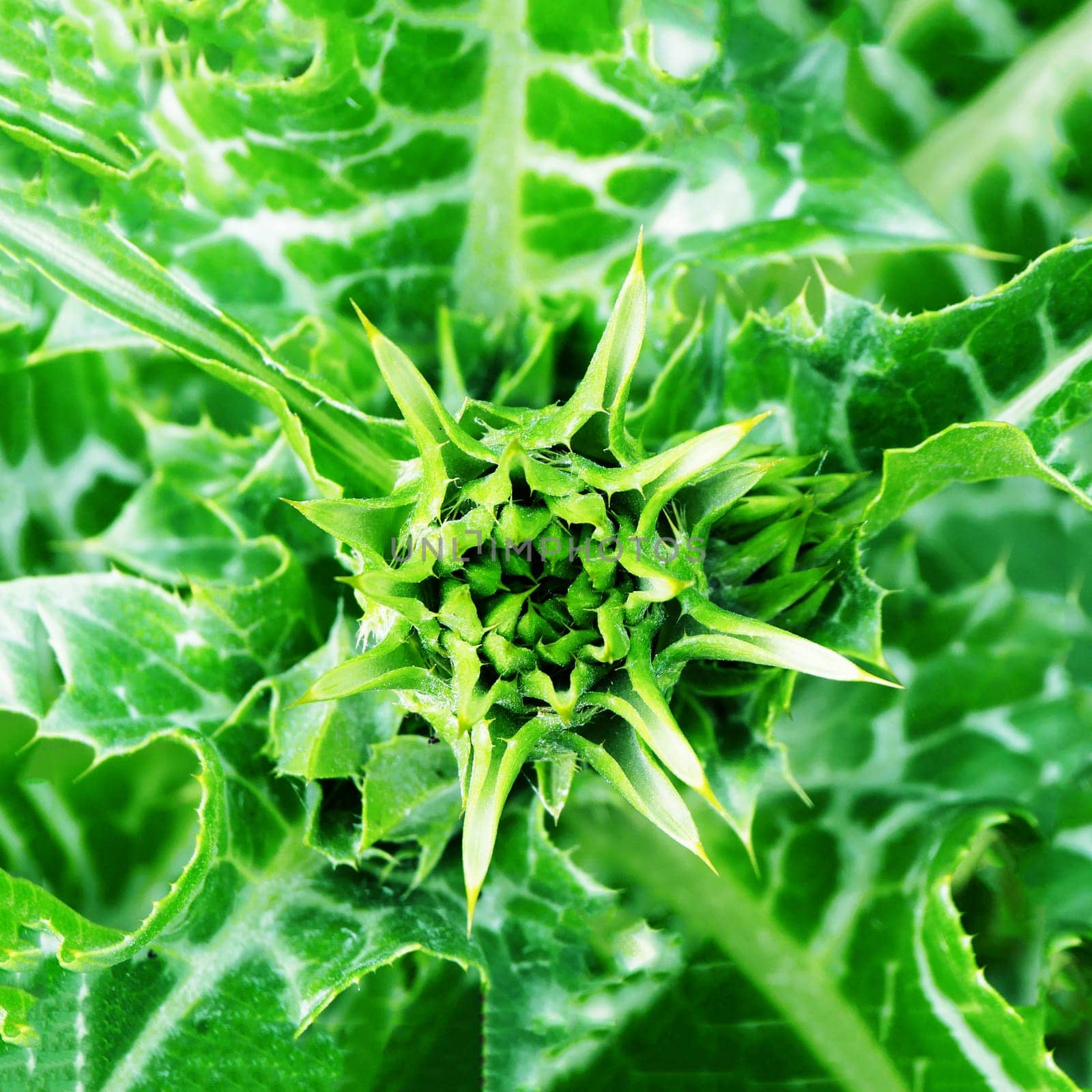 Close-up of prickly green thistle buds, top view, macro.