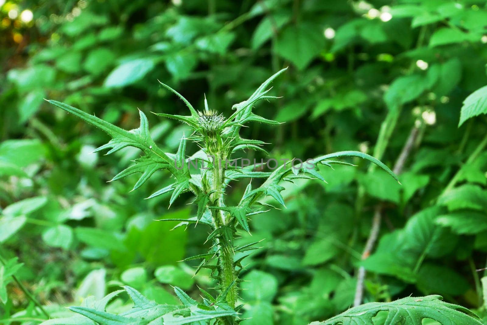 Milk thistle plant, trunk, bud against the background of green garden vegetation.