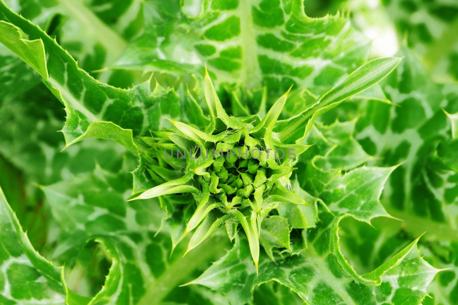 Green Milk thistle flower in the initial stage of flowering.