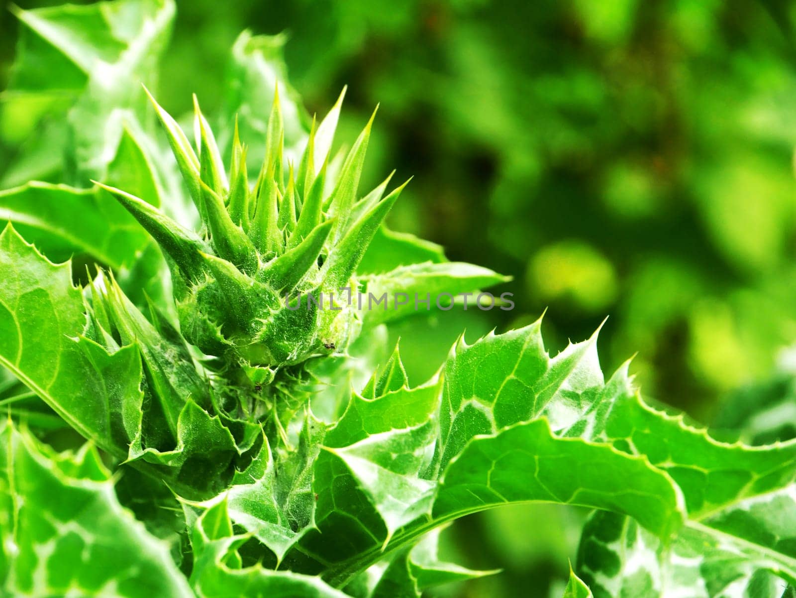 Photo of the beginning of the opening of a green bud of a Milk Thistle flower with a blurred background, macro.