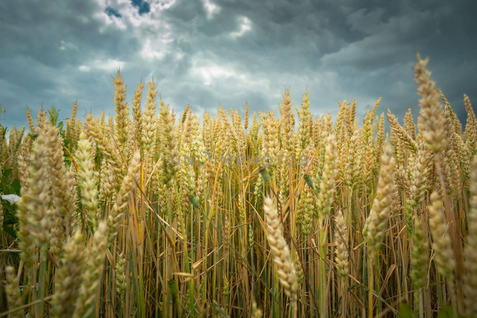 Close-up of a yellow wheat field and a cloudy sky