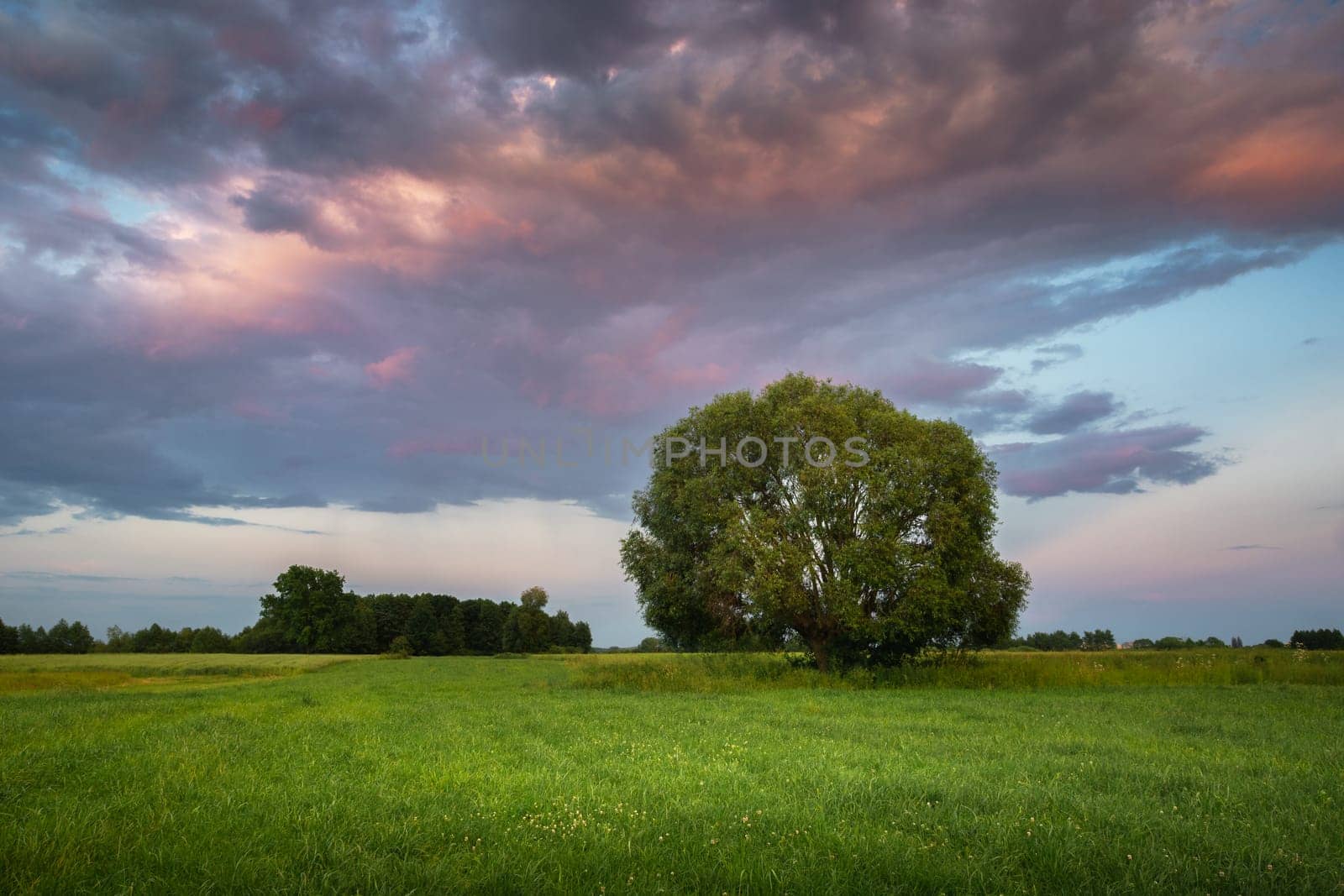 Large tree on a green meadow and evening clouds on the sky