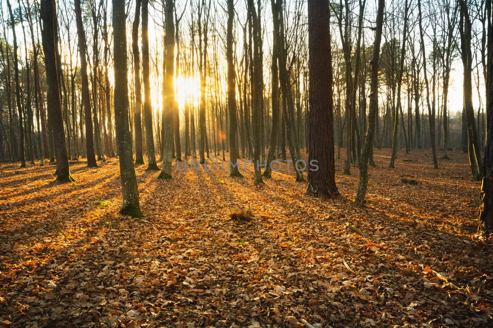 The sun behind the trees in the autumn forest, eastern Poland