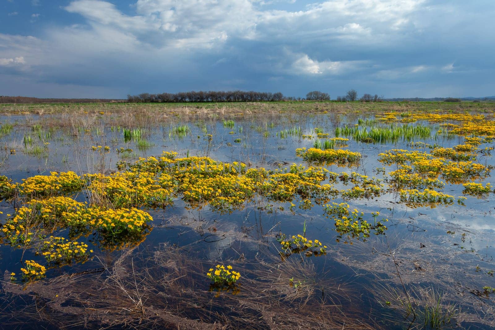 Cloudy sky over a wet meadow with marsh-marigolds, eastern Poland