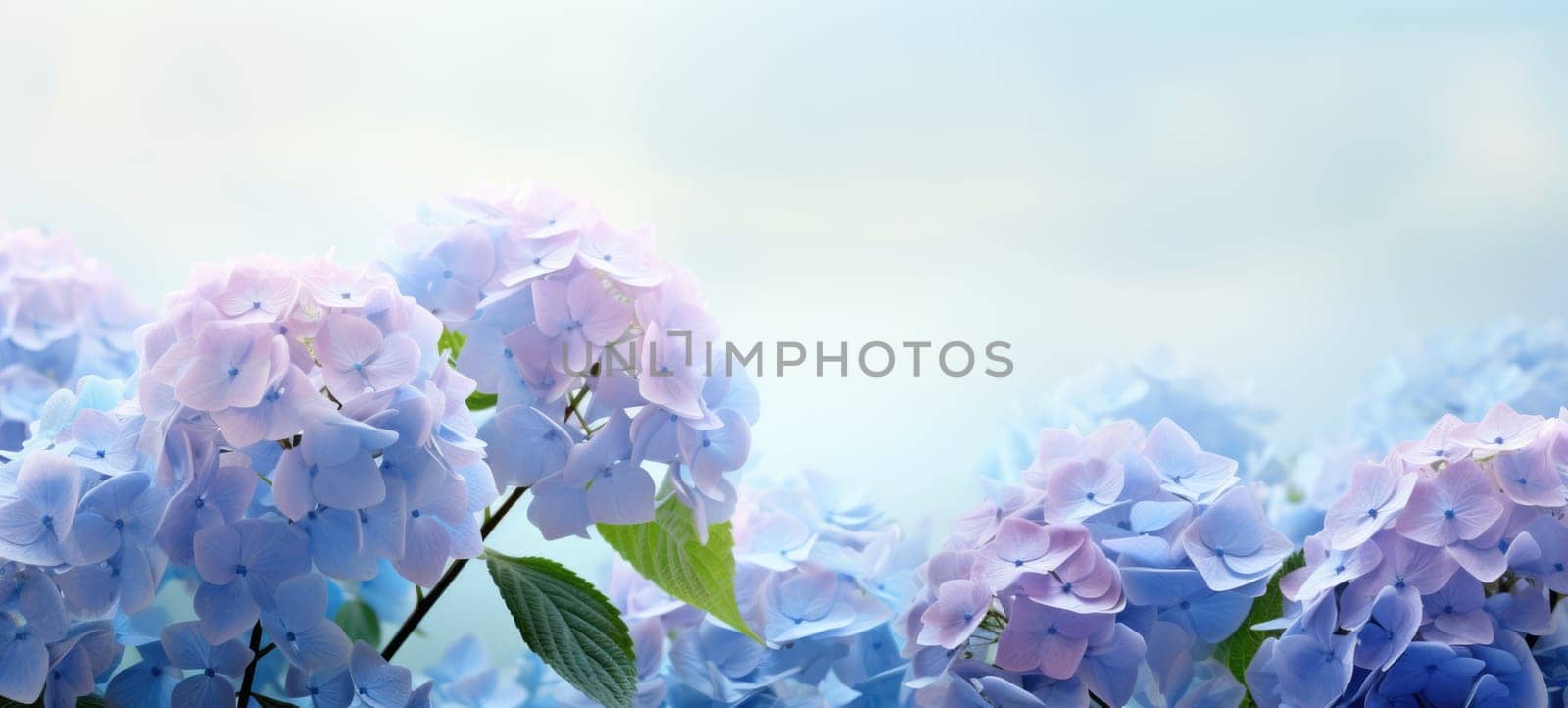 dreamy beautiful hydrangea flowers closeup, ai by rachellaiyl