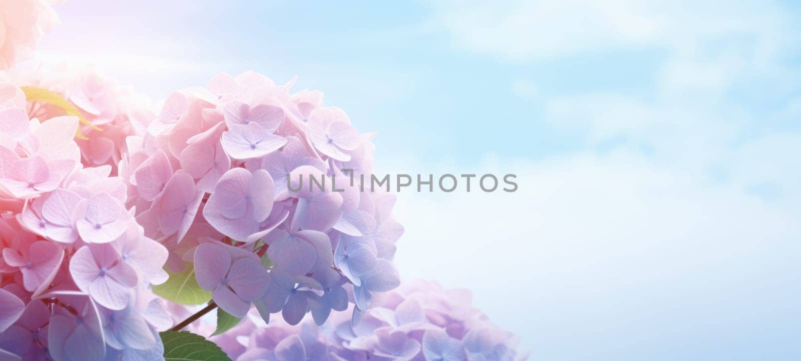 dreamy beautiful hydrangea flowers closeup, ai by rachellaiyl