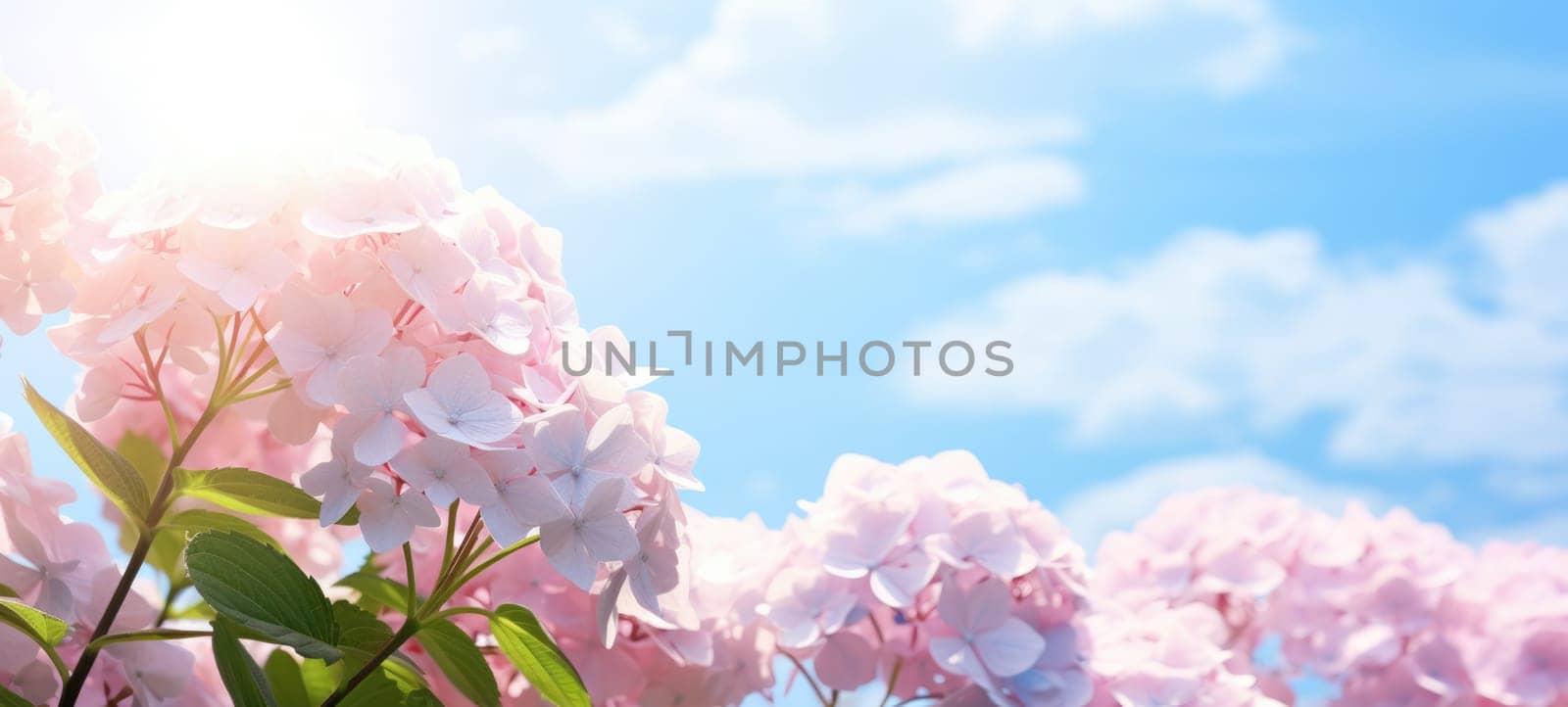 dreamy beautiful hydrangea flowers closeup, ai by rachellaiyl