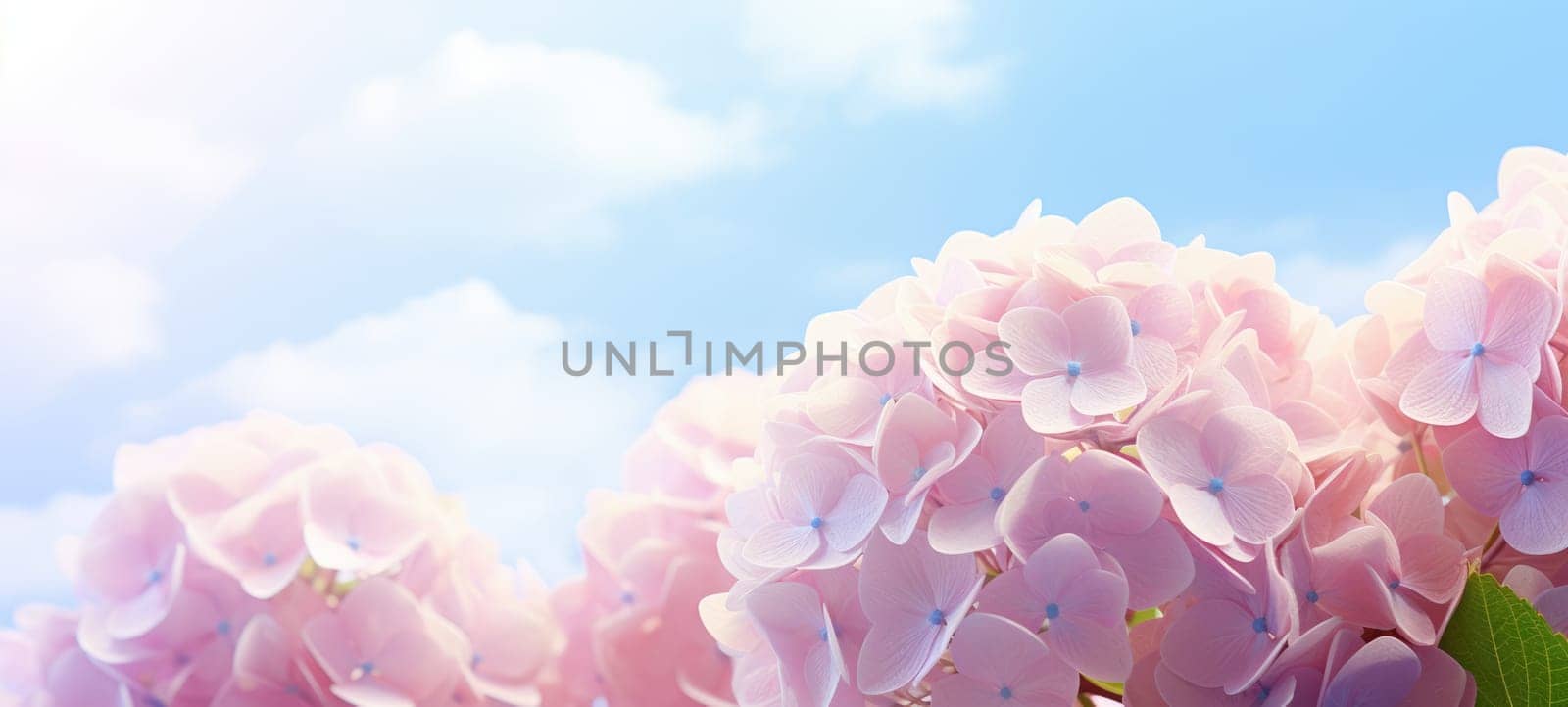 dreamy beautiful hydrangea flowers closeup, ai by rachellaiyl