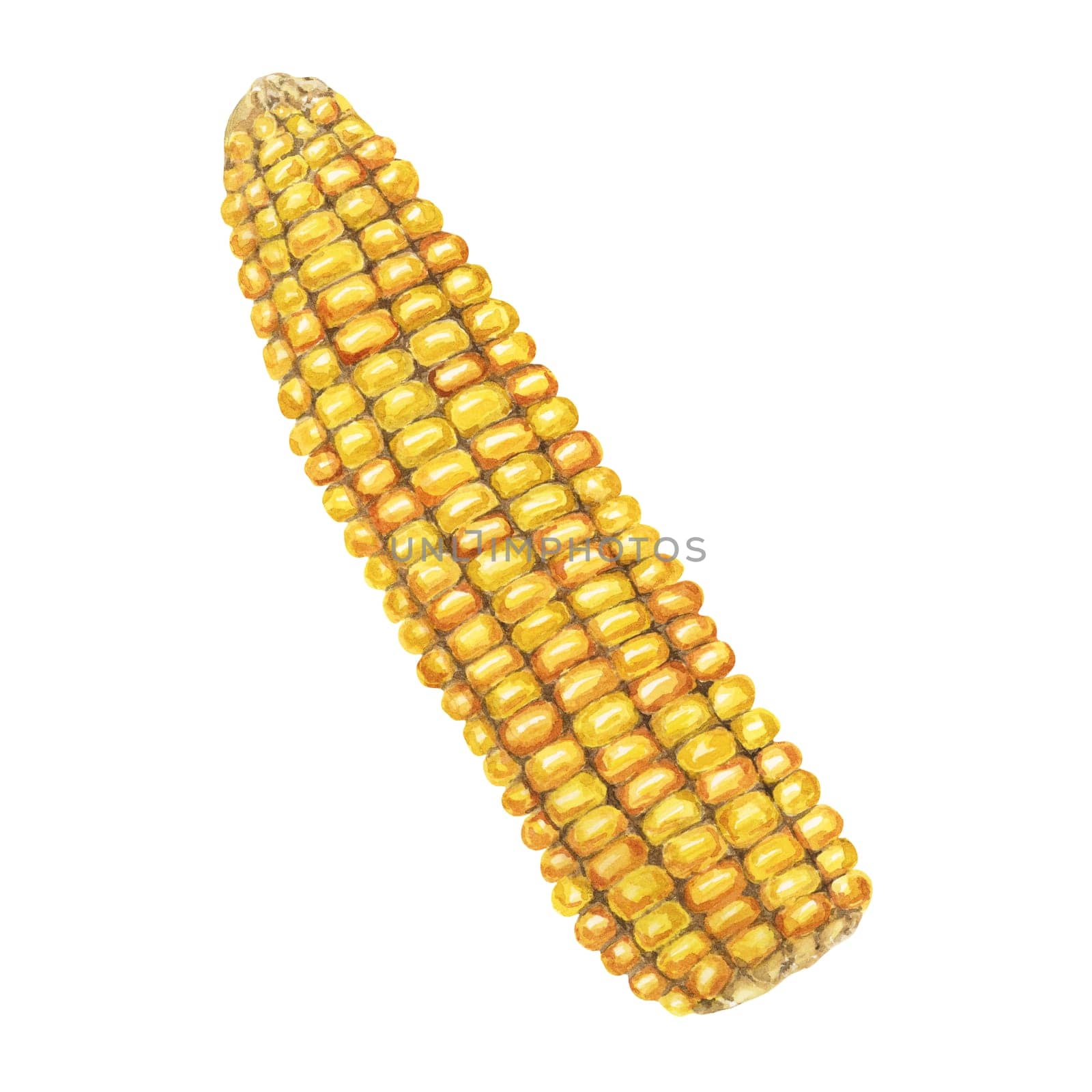 Corn, yellow golden cob in watercolor. Realistic illustration of Autumn harvest plant. Seasonal festive produce clipart for food, farmers market, Thanksgiving decor for cards, invitations, label, menu