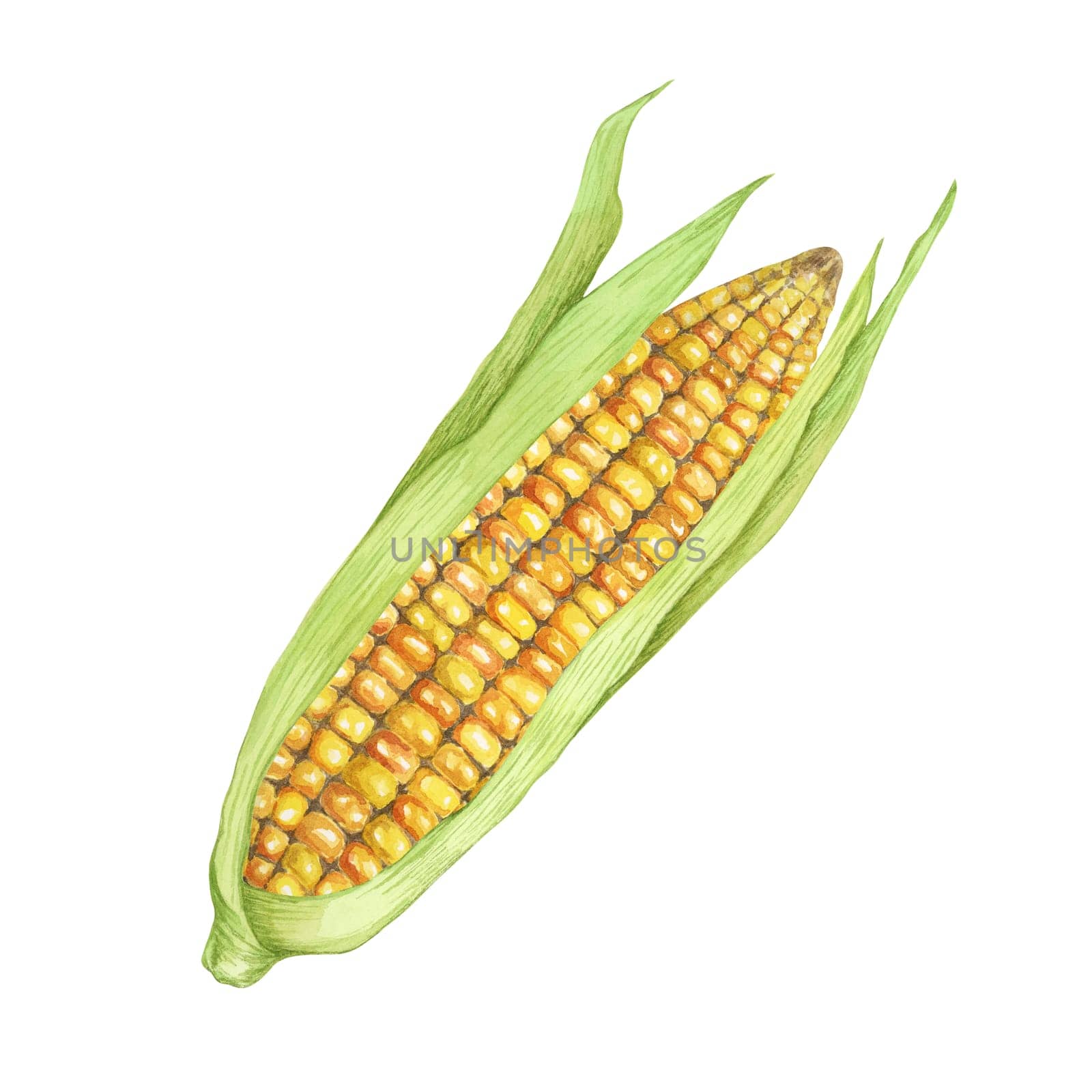 Corn, yellow golden cob with green husk in watercolor. Realistic illustration of Autumn harvest plant. Fresh produce clipart for farmers market, Thanksgiving decor for cards, invitations, label, menu