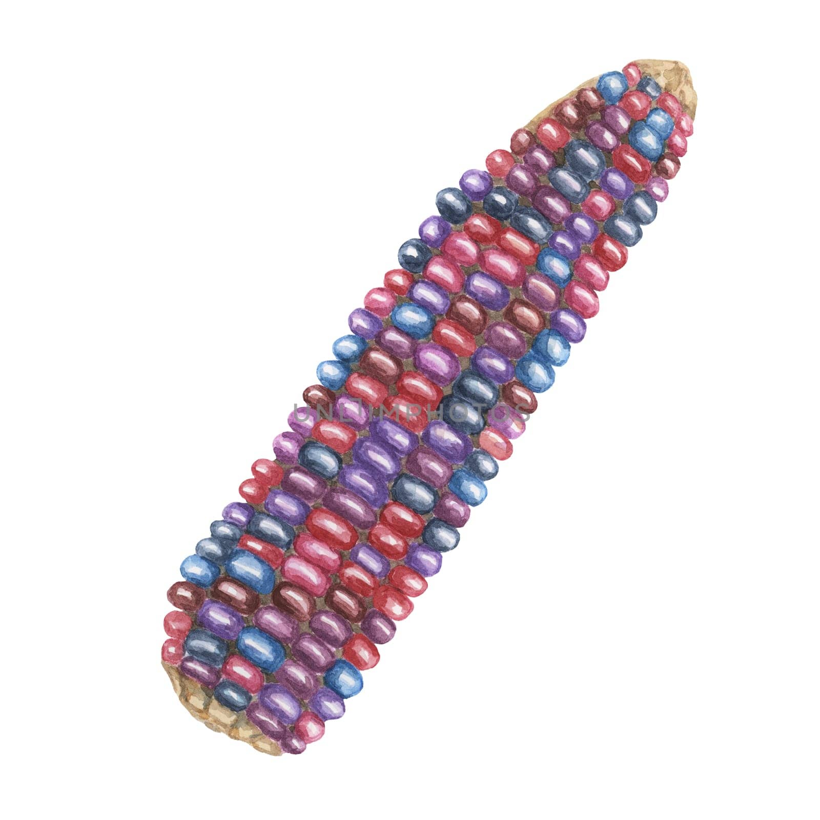 Indian corn watercolor illustration. Colorful red blue ornamental cob of flint, Calico corn. Clipart of the heirloom maize plant for autumn decor, harvest festival, Thanksgiving cards, invitations