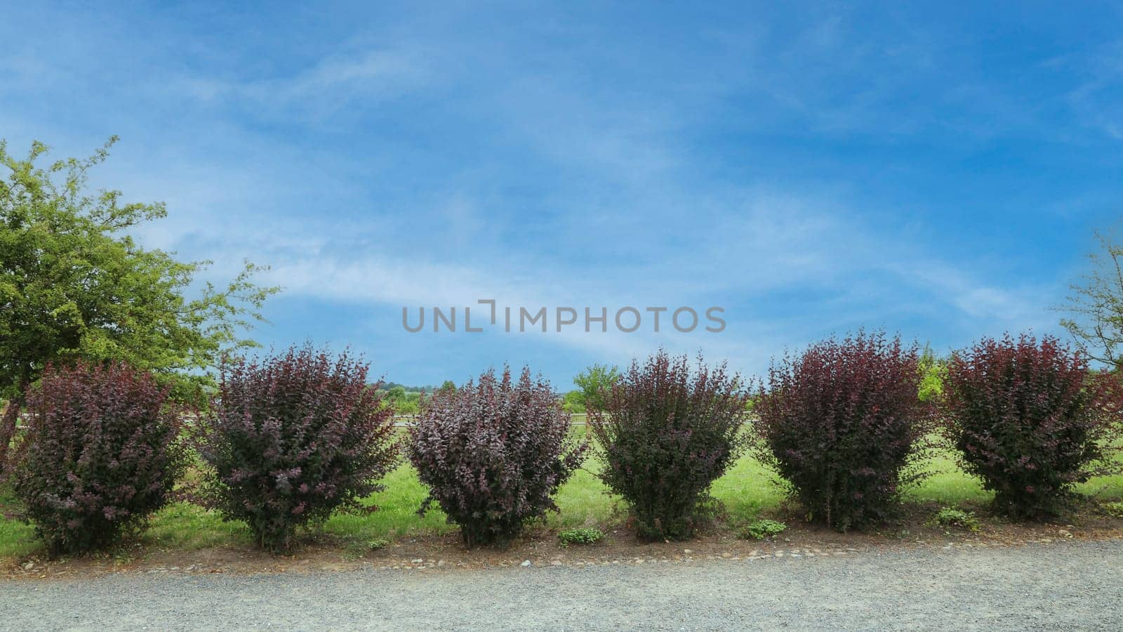 Six red bushes near the road against the blue sky.