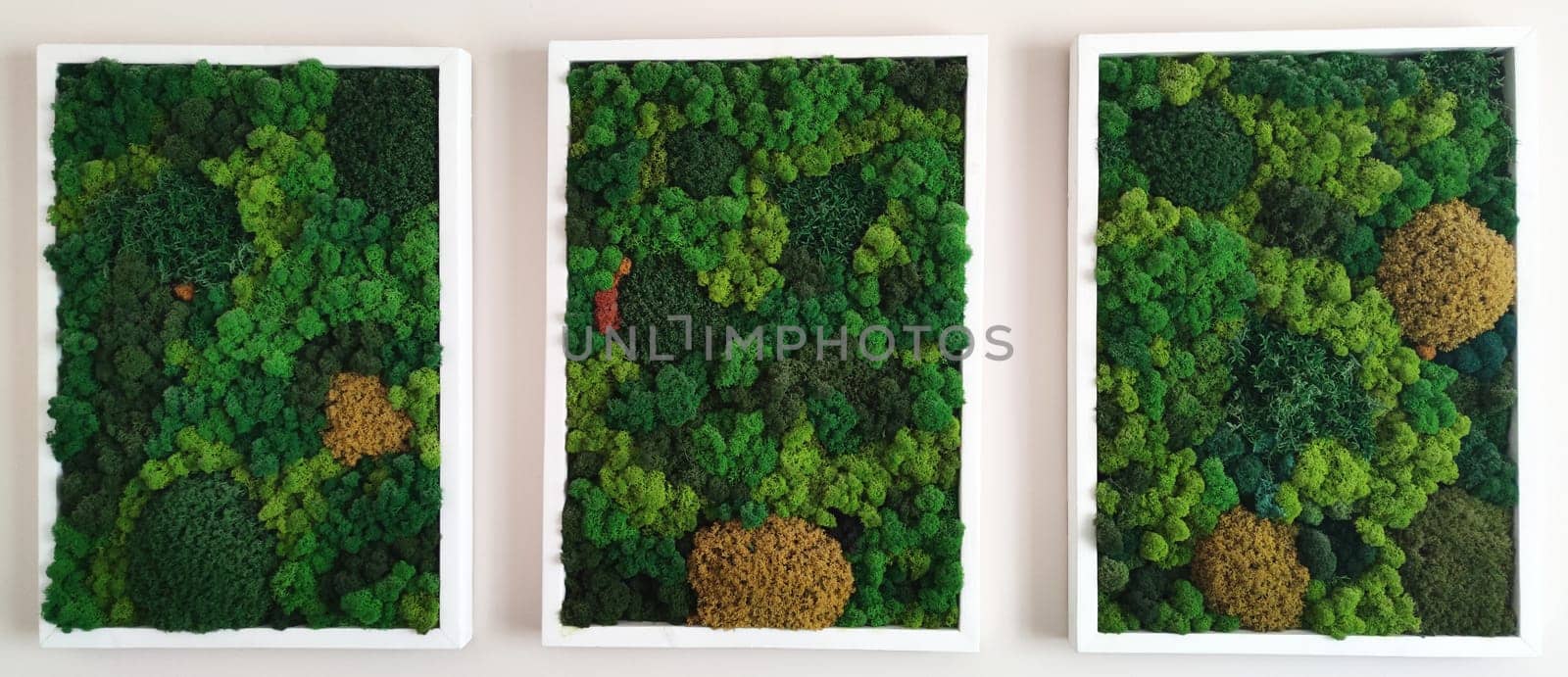 three paintings of decorative stabilized preserved forest moss on a white wall.