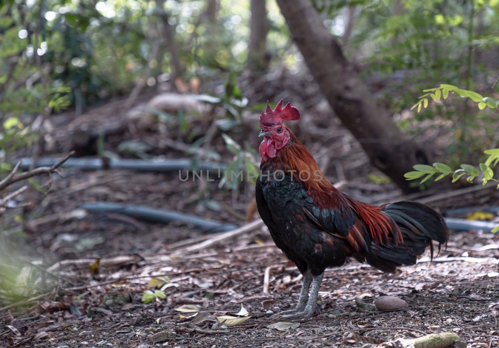 The beautiful rooster is standing among the nature environment. Red junglefowl is on the ground of the jungle, Thai bantam chicken of Native species, Space for text, Selective focus.