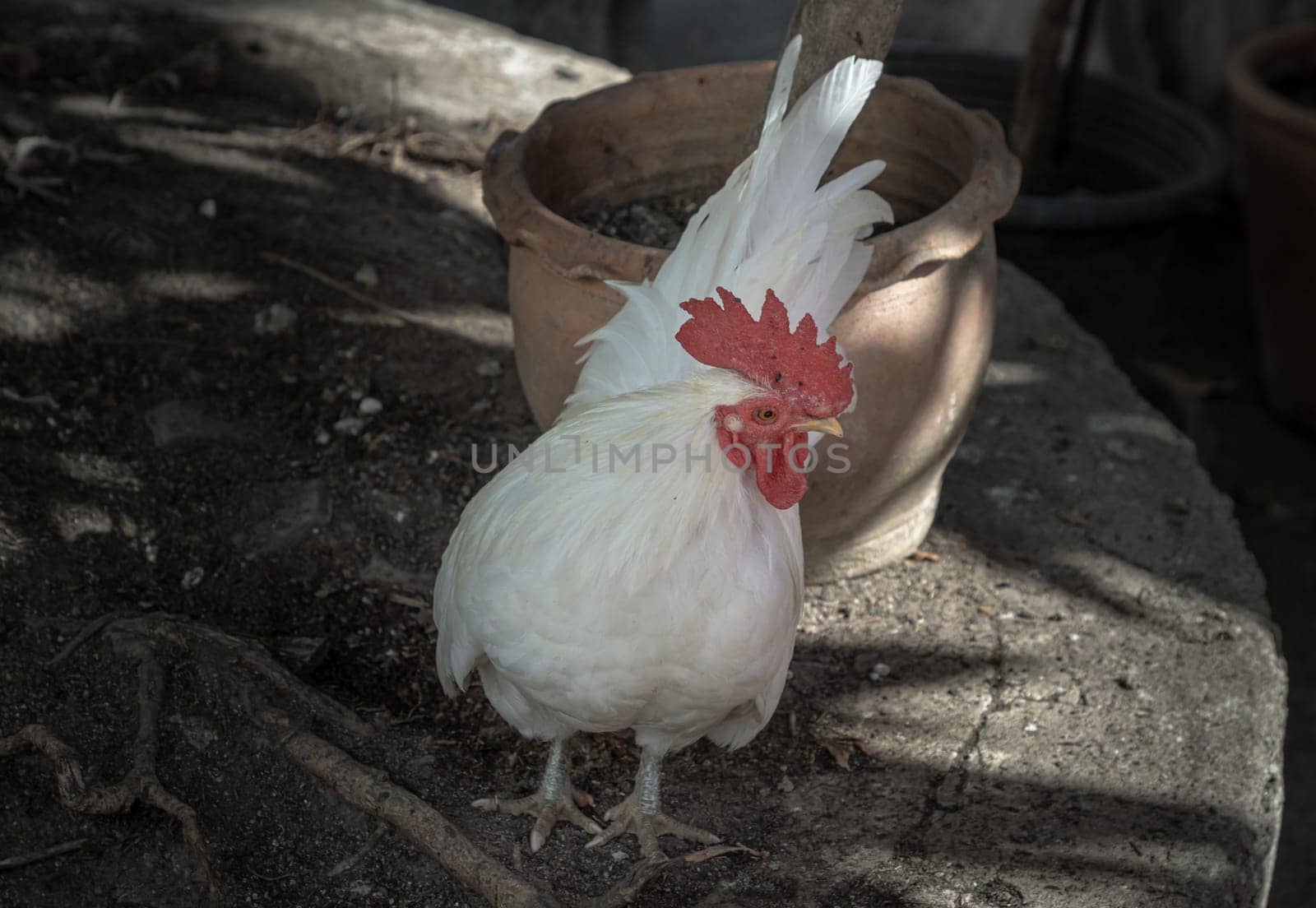 Beautiful white bantam chicken. White rooster standing on tree stump in the garden, Copy space, Selective focus.