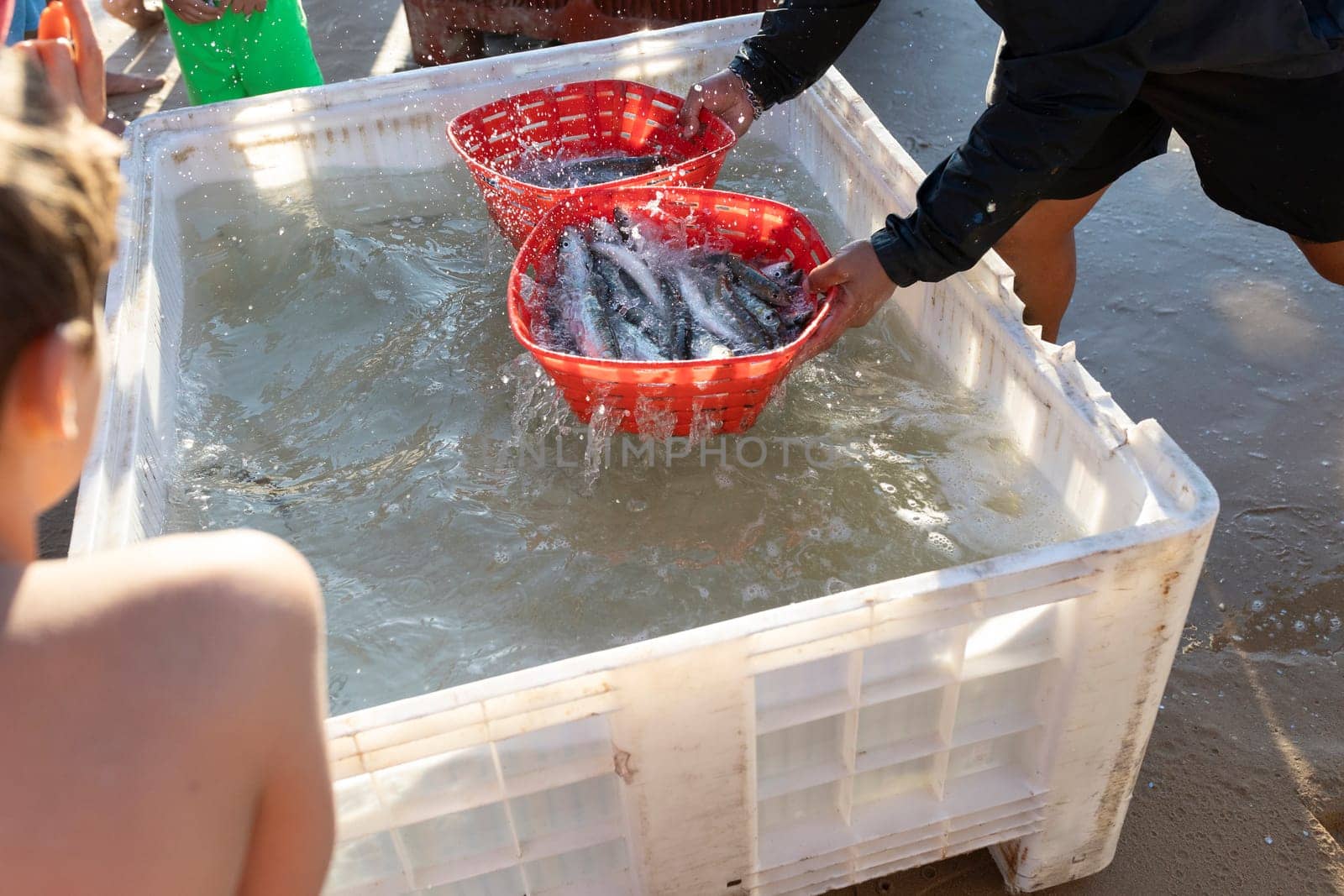 Fish processing - man is holding a red bucket full of fish in a large container of water. A boy is standing next to the man, watching the fish