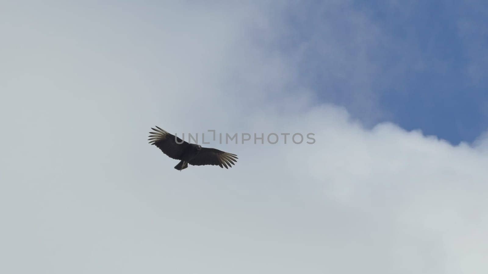 A majestic vulture with widespread wings soars under a blue sky with scattered clouds, captured from below.