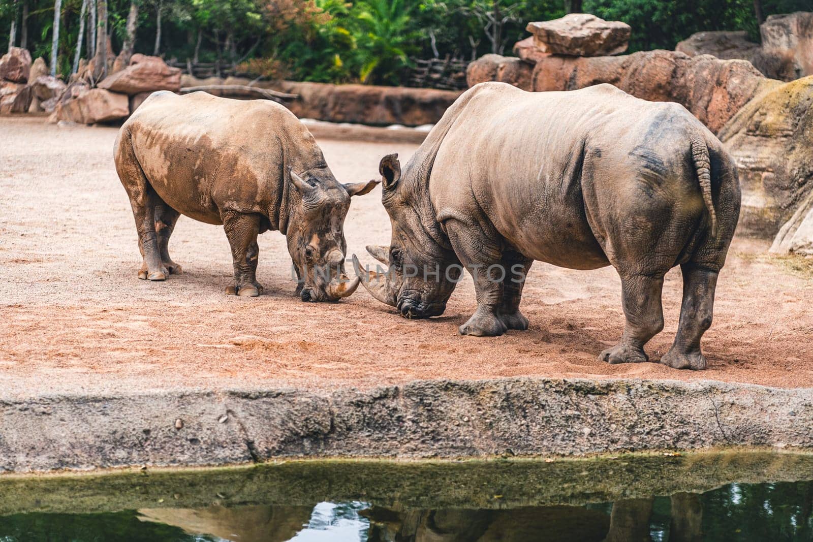 Two rhinos interacting on sandy ground near a water body, surrounded by rocks and greenery. Captures their natural behavior and environment.