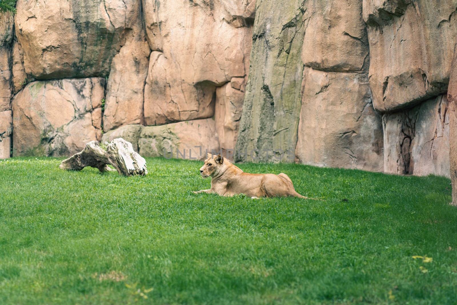 Lioness resting on a grassy area with rocky backdrop, highlighting her natural habitat and majestic presence. Captures the essence of wildlife.