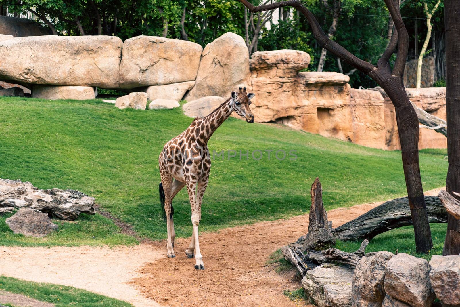 Giraffe walking on a path in its natural habitat, surrounded by greenery and rocks. Highlights the animal tall stature and environment.