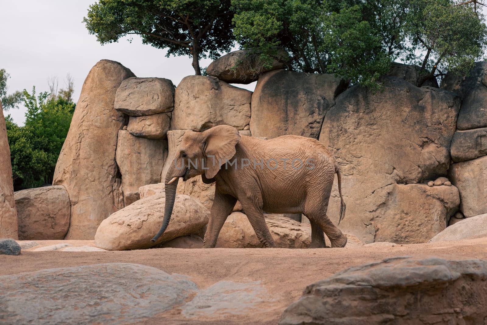 Elephant walking among rocks and trees, emphasizing its natural environment. Captures the essence of wildlife and the elephant majestic presence.