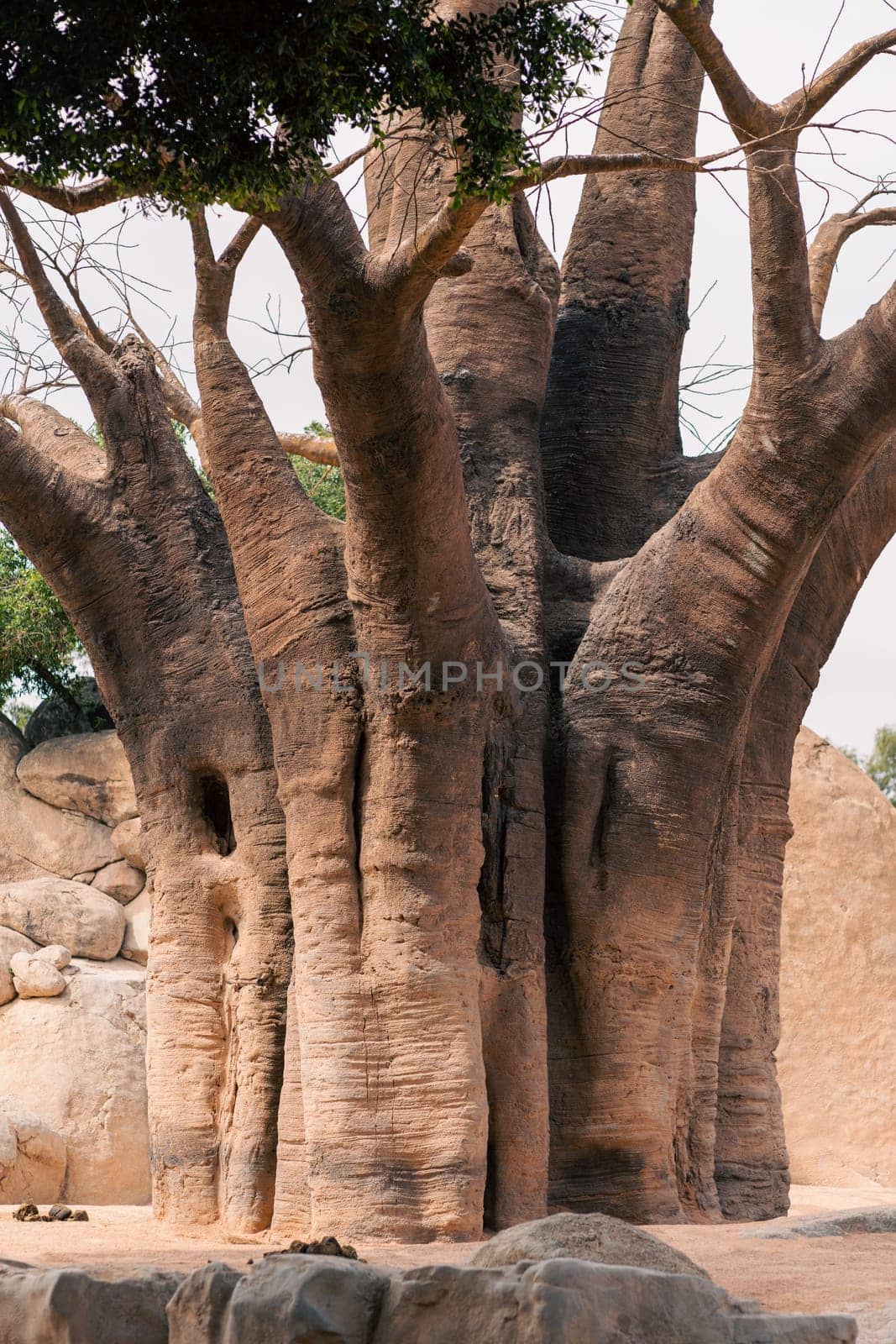 Baobab tree standing tall in a rocky landscape, emphasizing its unique structure and natural environment. Captures the essence of the African wilderness.