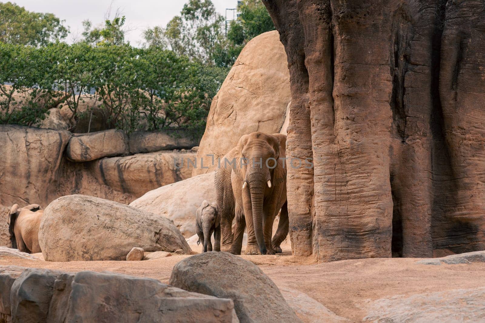 Elephant family standing among rocks and trees, highlighting their social behavior and natural environment. Captures the essence of wildlife.
