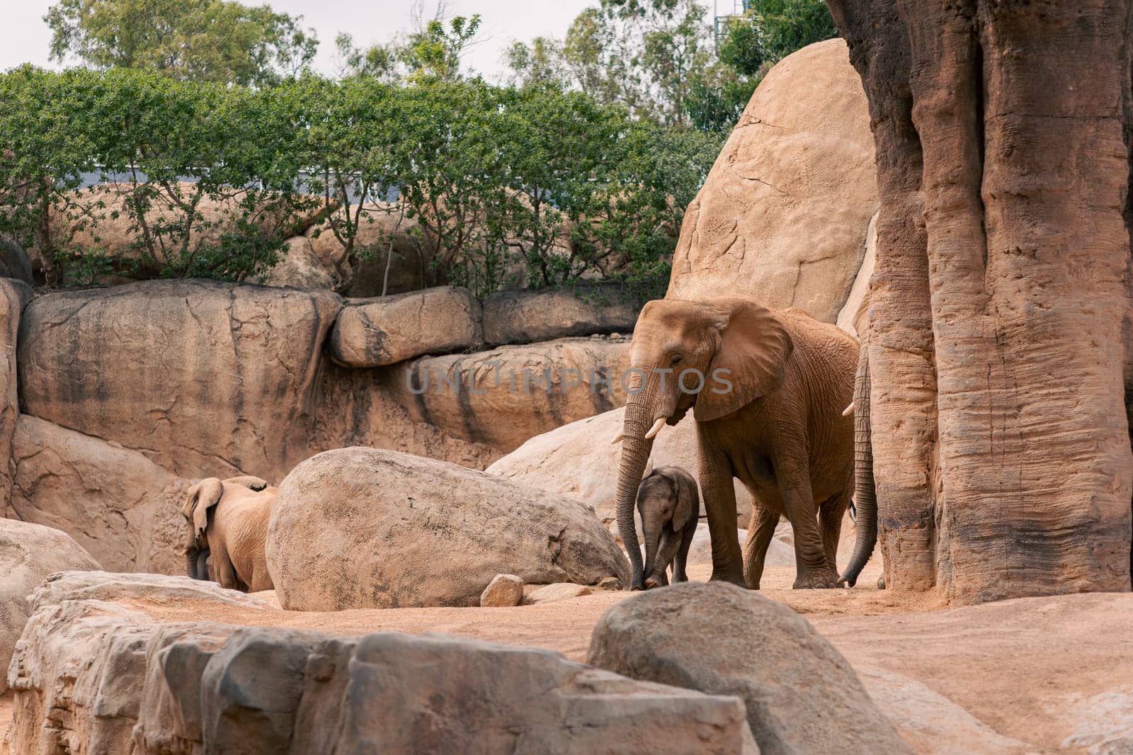 Baby elephant nuzzling its mother among rocks and trees, showcasing the tender bond between them in a serene natural environment.