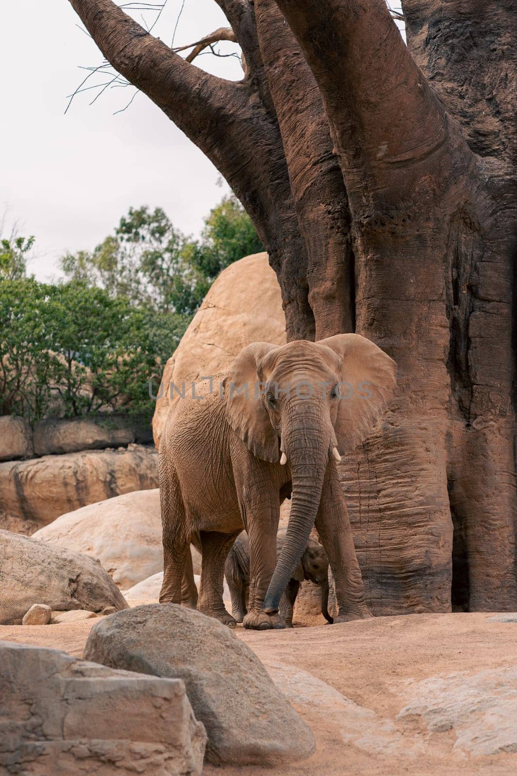 African elephant standing among rocky terrain with lush greenery in the background, showcasing the majestic beauty and natural environment of the species.
