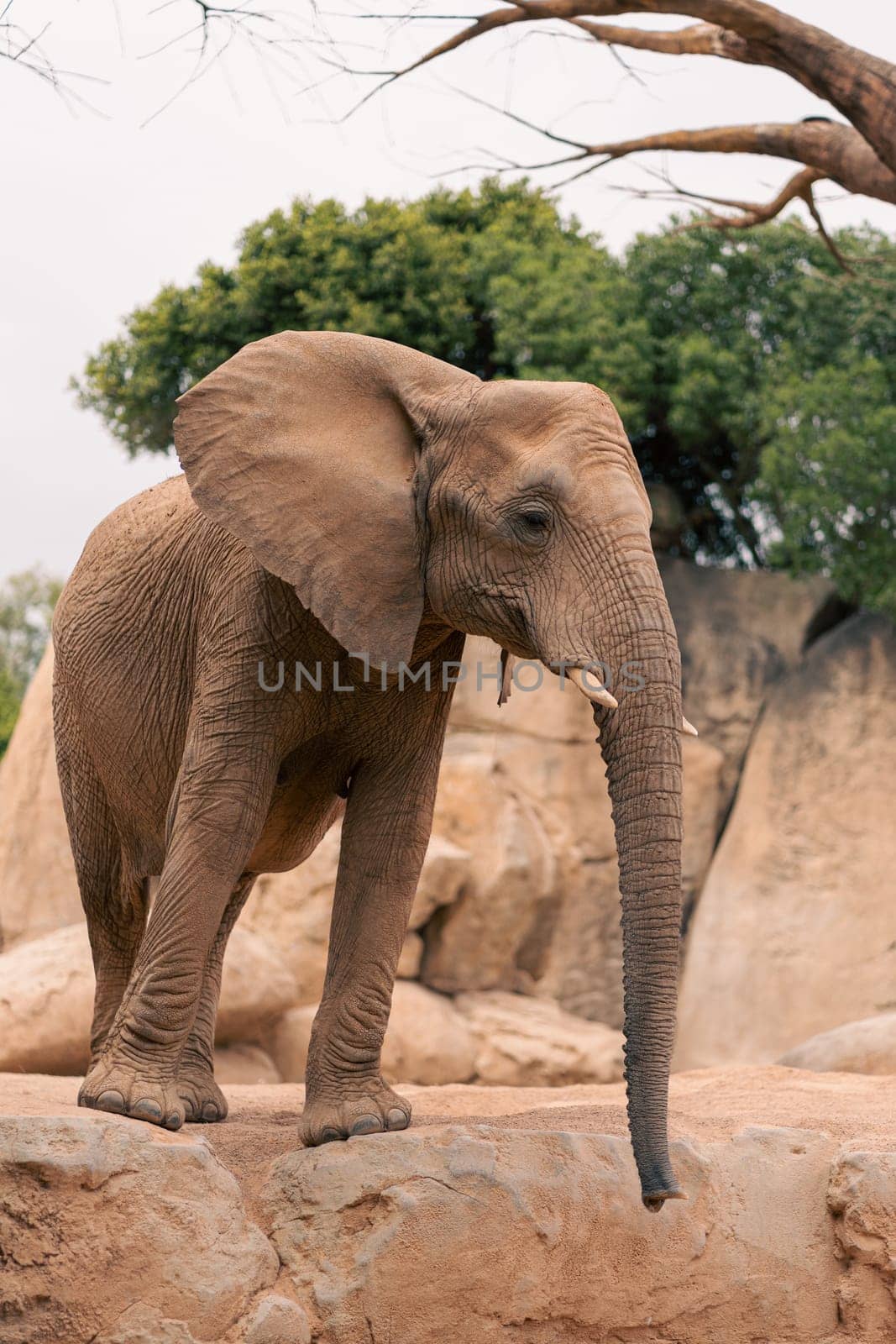 Group of African elephants, including a baby, walking among rocks and trees in a natural setting, depicting family bonding and wildlife conservation.