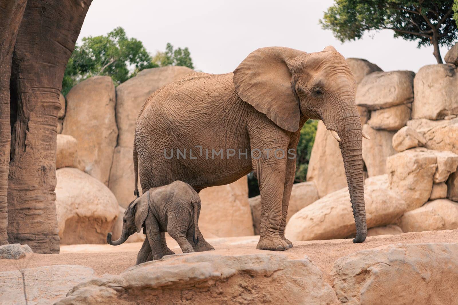 An adult African elephant and its calf walk together in a rocky terrain. The image emphasizes their bond and the rugged environment, highlighting natural behavior and conservation.