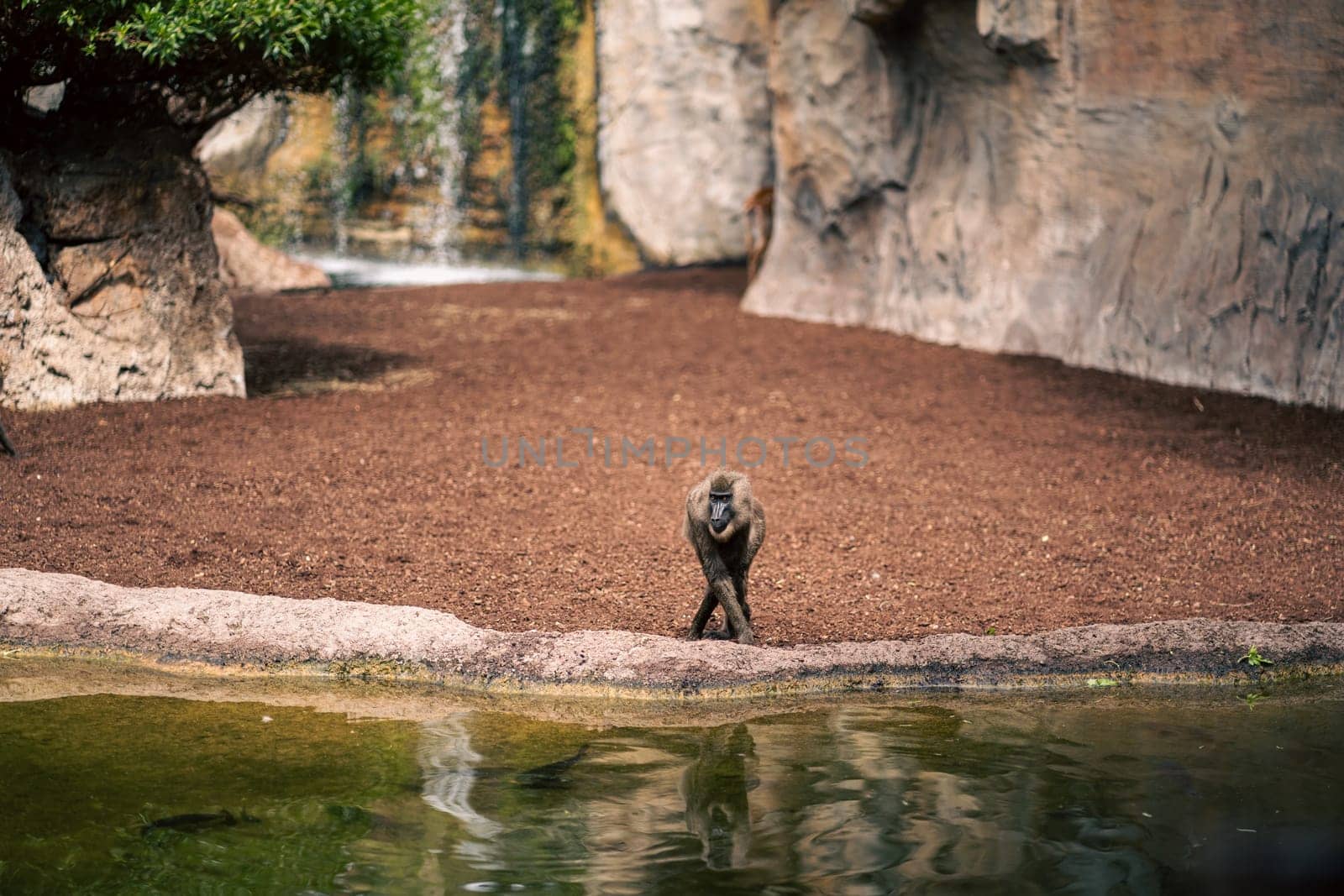 A lone baboon stands by the water edge in a natural enclosure, with rocky walls and greenery in the background. The scene highlights the baboon contemplative stance and the serene environment.